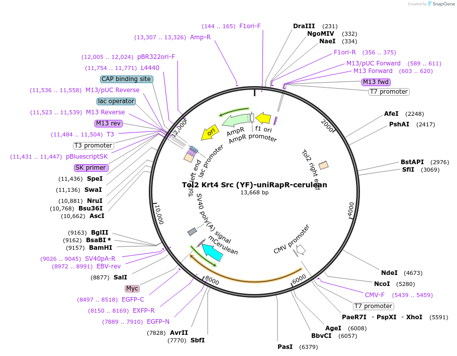 45509-plasmid-map-sequence-id-63605