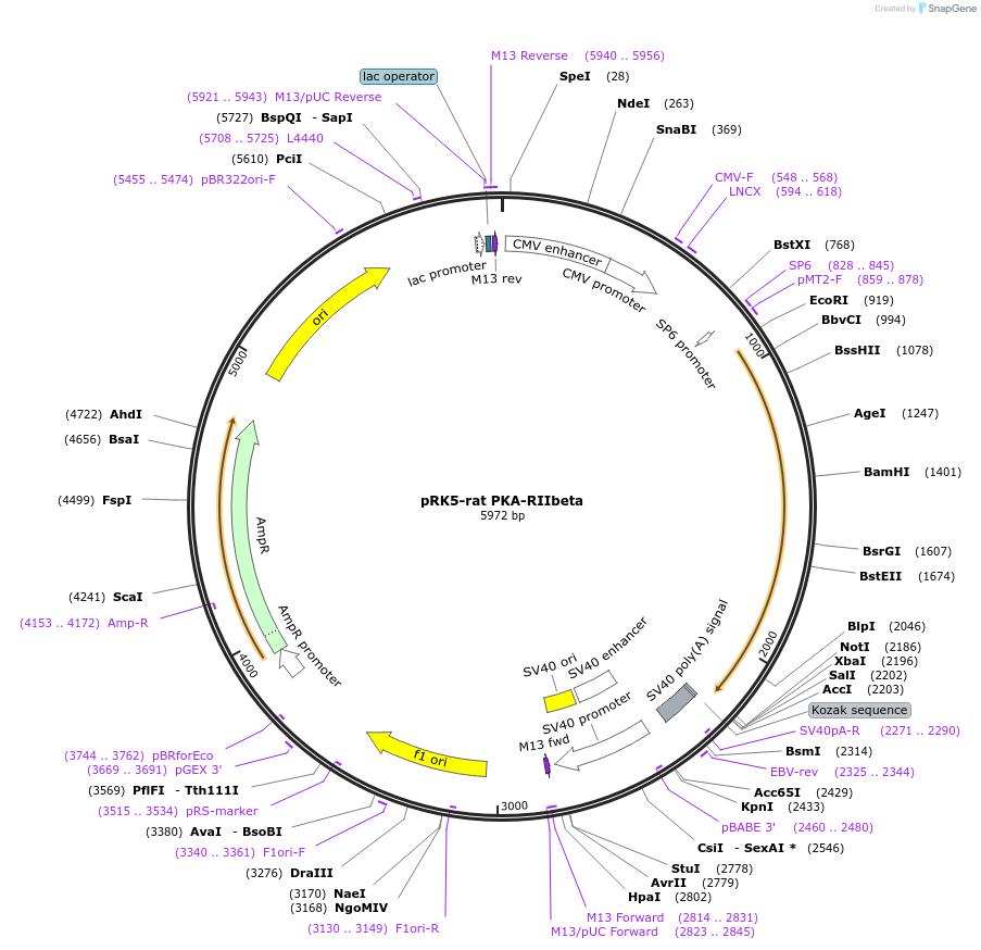 45522-plasmid-map-sequence-id-63618