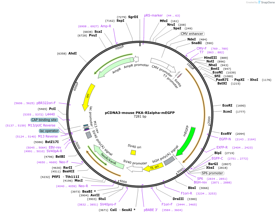 45525-plasmid-map-sequence-id-63621