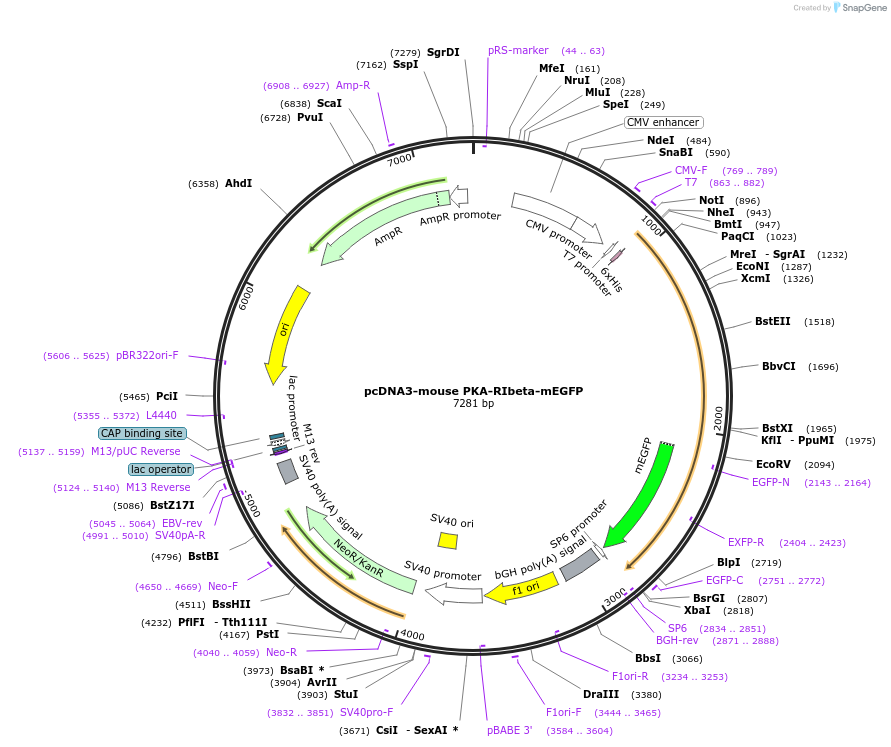 45526-plasmid-map-sequence-id-63622