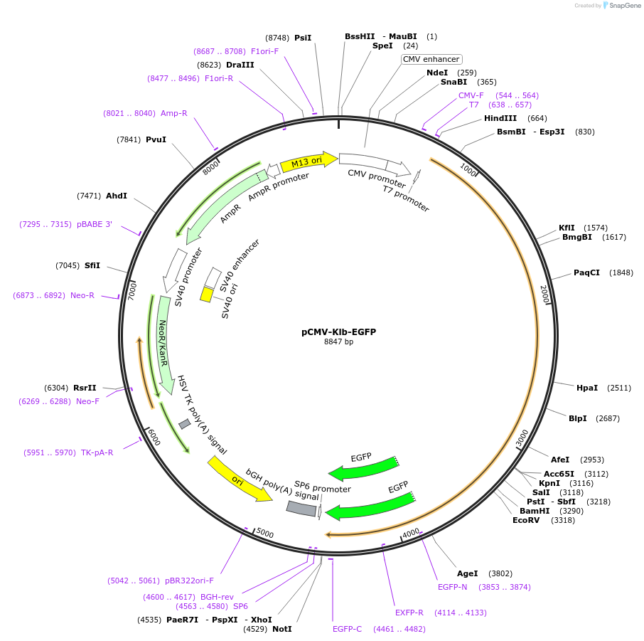 45531-plasmid-map-sequence-id-63663