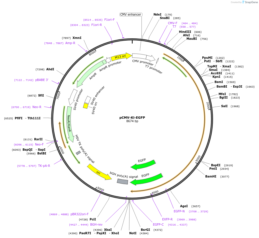 45532-plasmid-map-sequence-id-63666