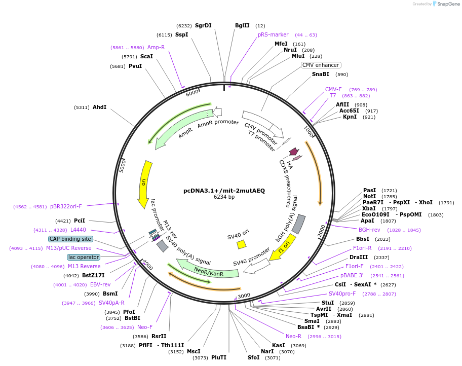 45539-plasmid-map-sequence-id-63670