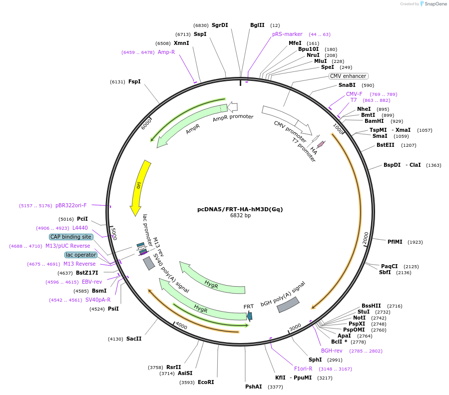 45547-plasmid-map-sequence-id-63773