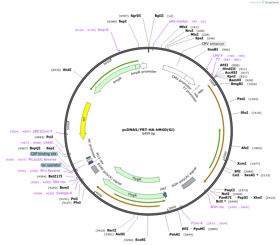 45548-plasmid-map-sequence-id-63774