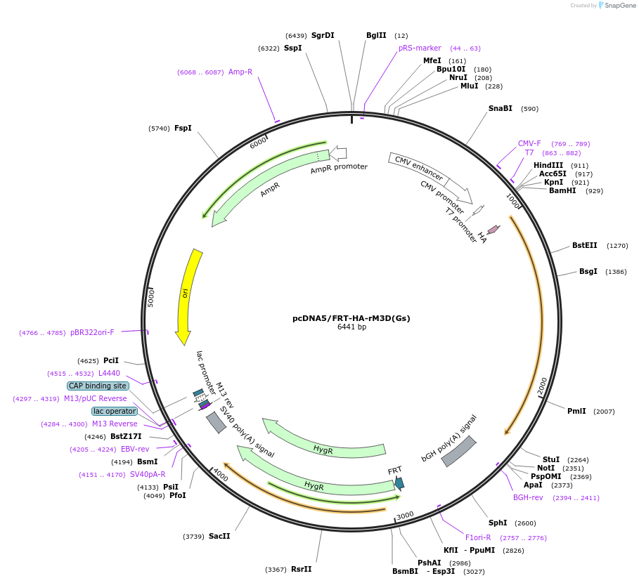 45549-plasmid-map-sequence-id-63776