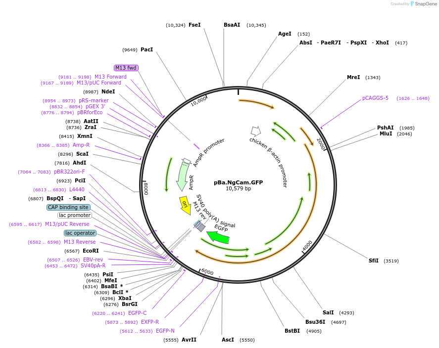 45061-plasmid-map-sequence-id-63854