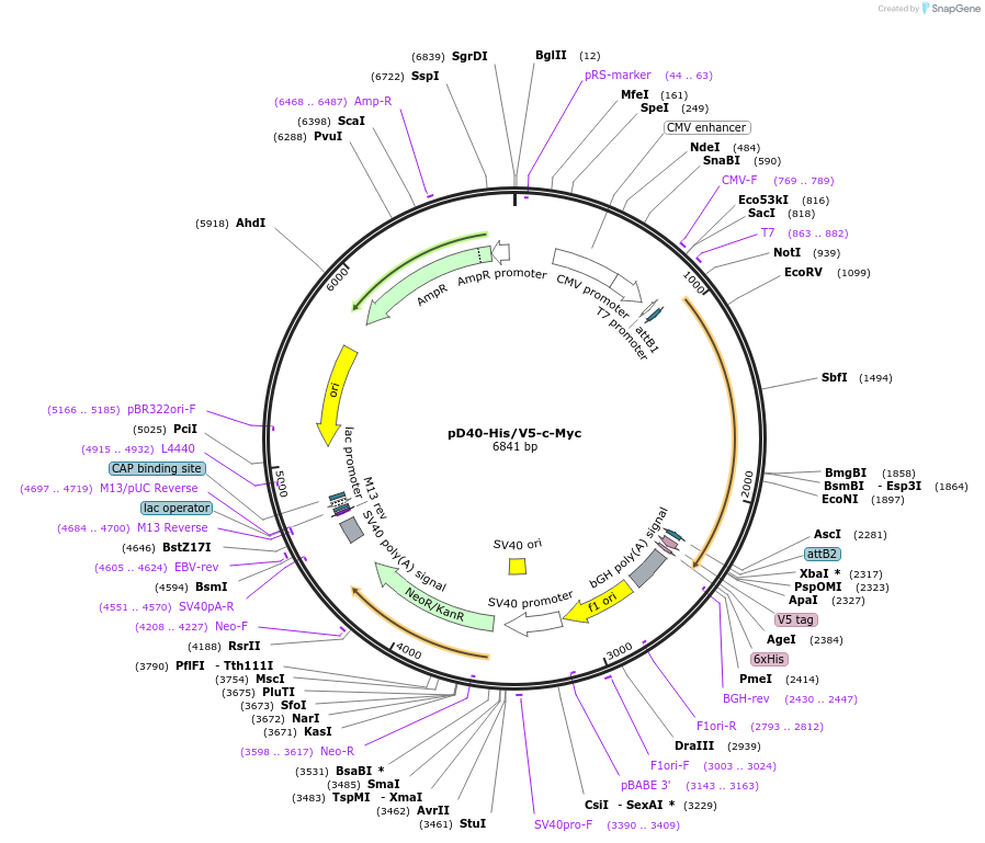 45597-plasmid-map-sequence-id-63873