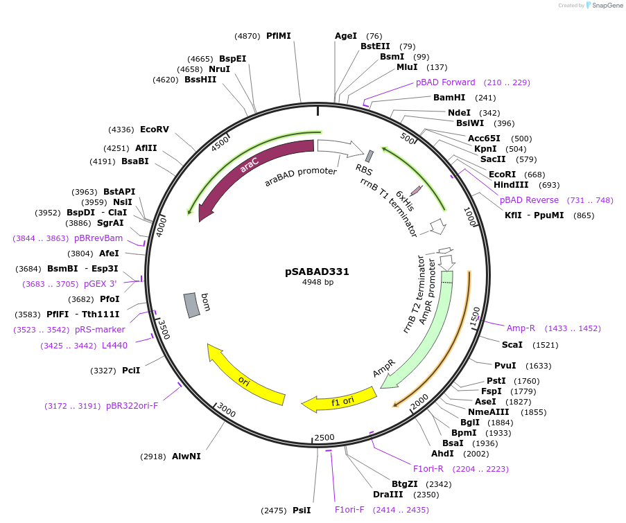 45609-plasmid-map-sequence-id-63929
