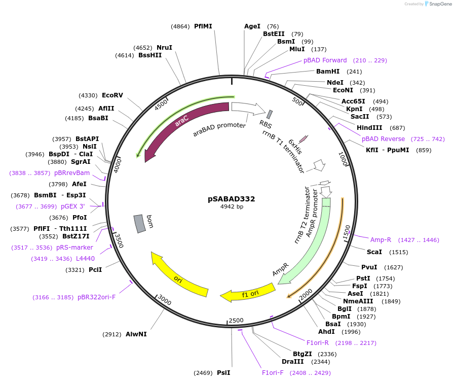 45610-plasmid-map-sequence-id-63931