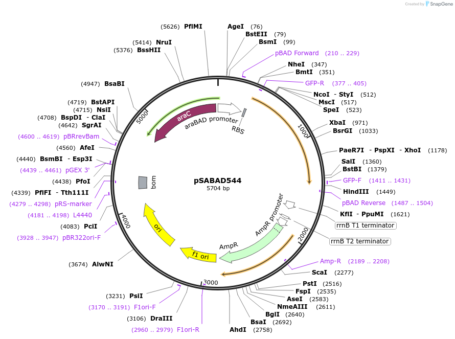 45617-plasmid-map-sequence-id-63938