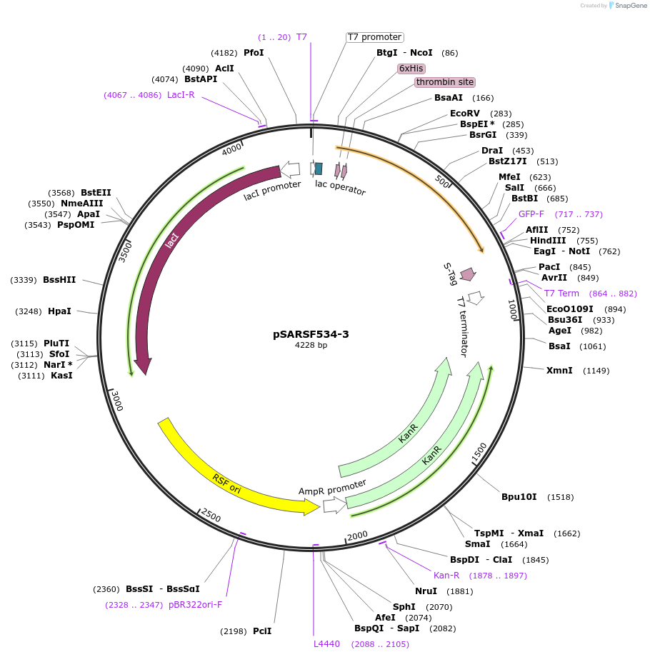 45618-plasmid-map-sequence-id-63939