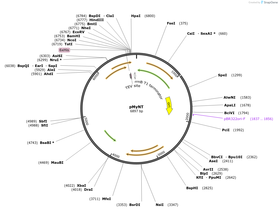 42191-plasmid-map-sequence-id-63965