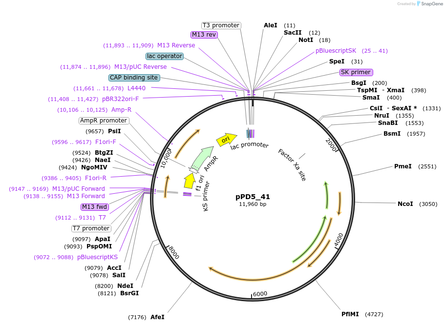 1453-plasmid-map-sequence-id-64