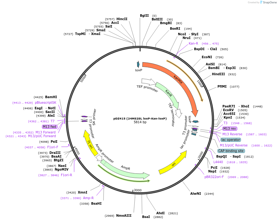 45162-plasmid-map-sequence-id-64039