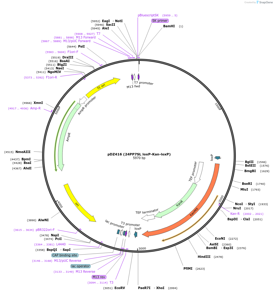 45163-plasmid-map-sequence-id-64090