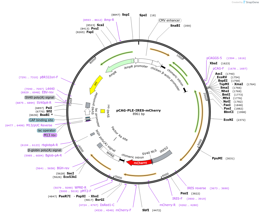 45766-plasmid-map-sequence-id-64121