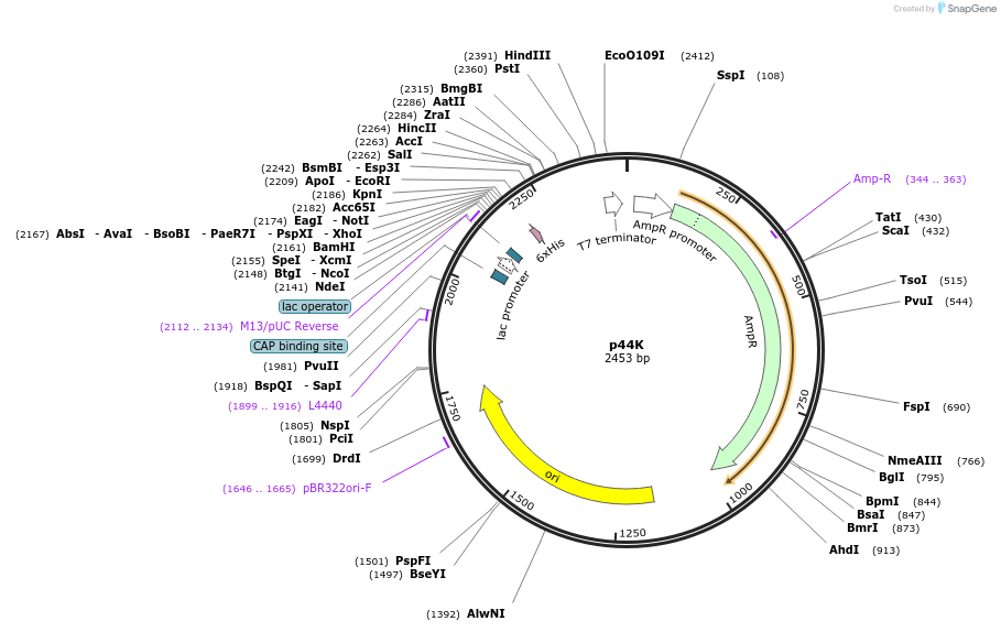 45800-plasmid-map-sequence-id-64177