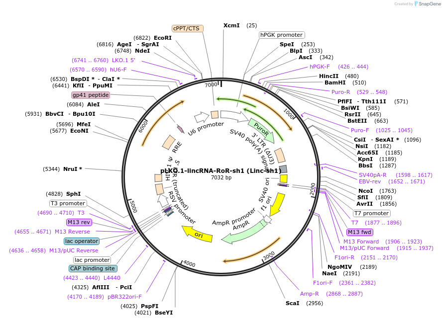 45764-plasmid-map-sequence-id-64223