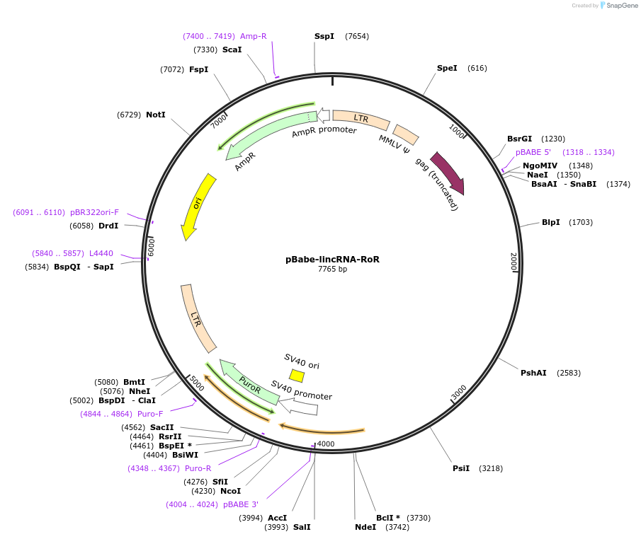 45763-plasmid-map-sequence-id-64227
