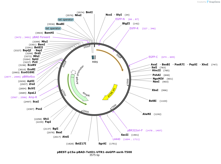 45788-plasmid-map-sequence-id-64259