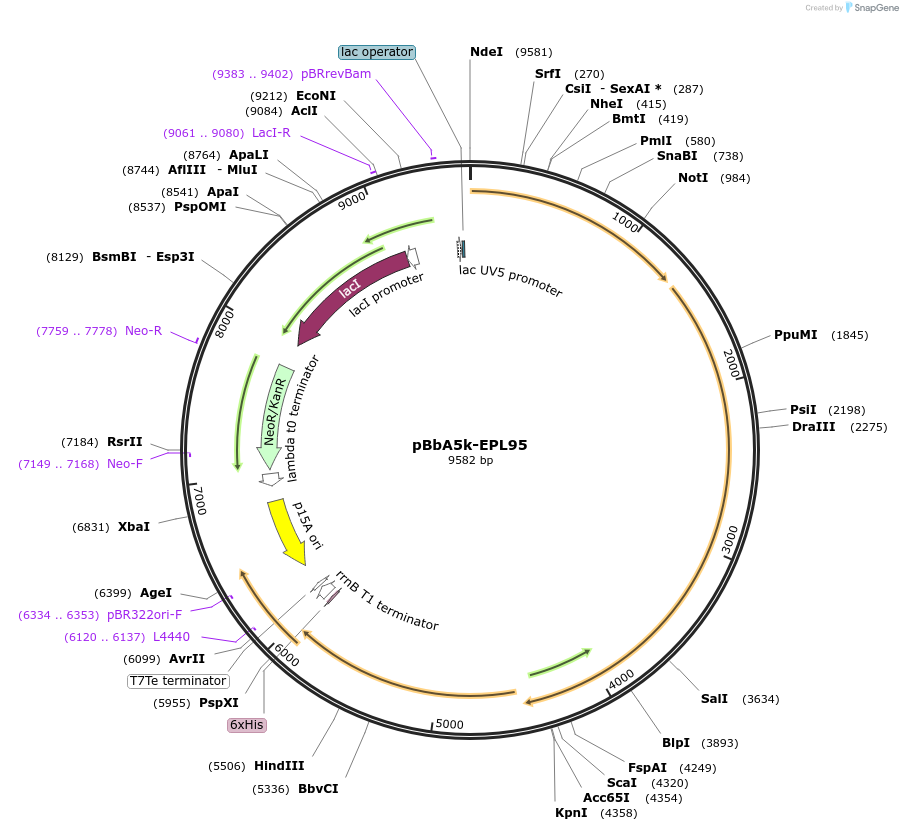 45434-plasmid-map-sequence-id-64363