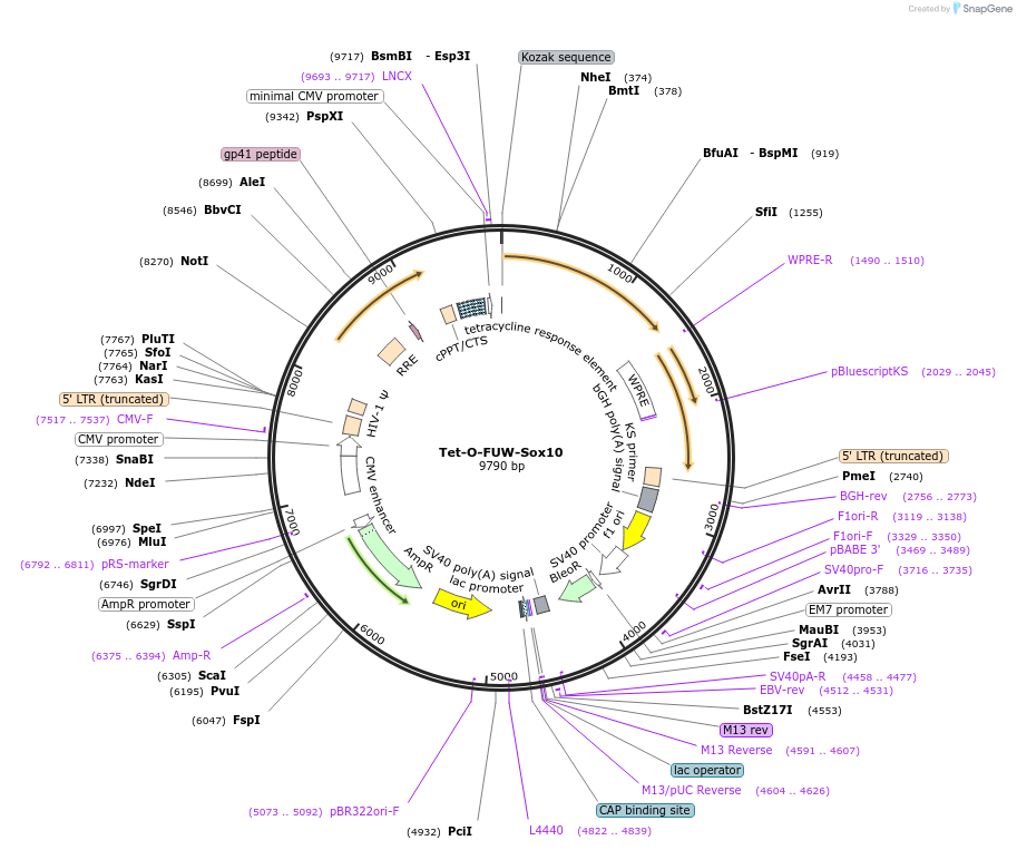 45843-plasmid-map-sequence-id-64383