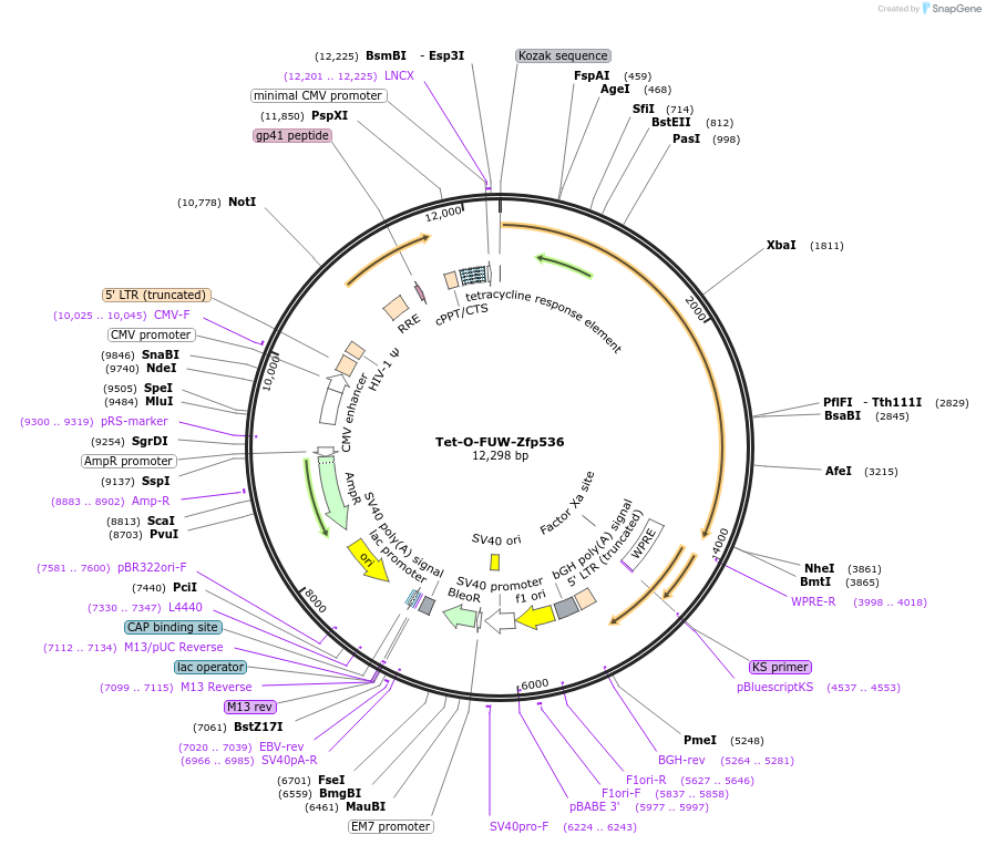 45845-plasmid-map-sequence-id-64384