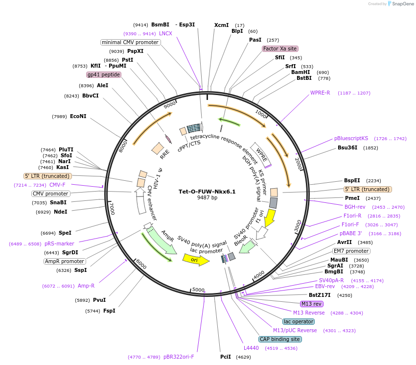 45846-plasmid-map-sequence-id-64386