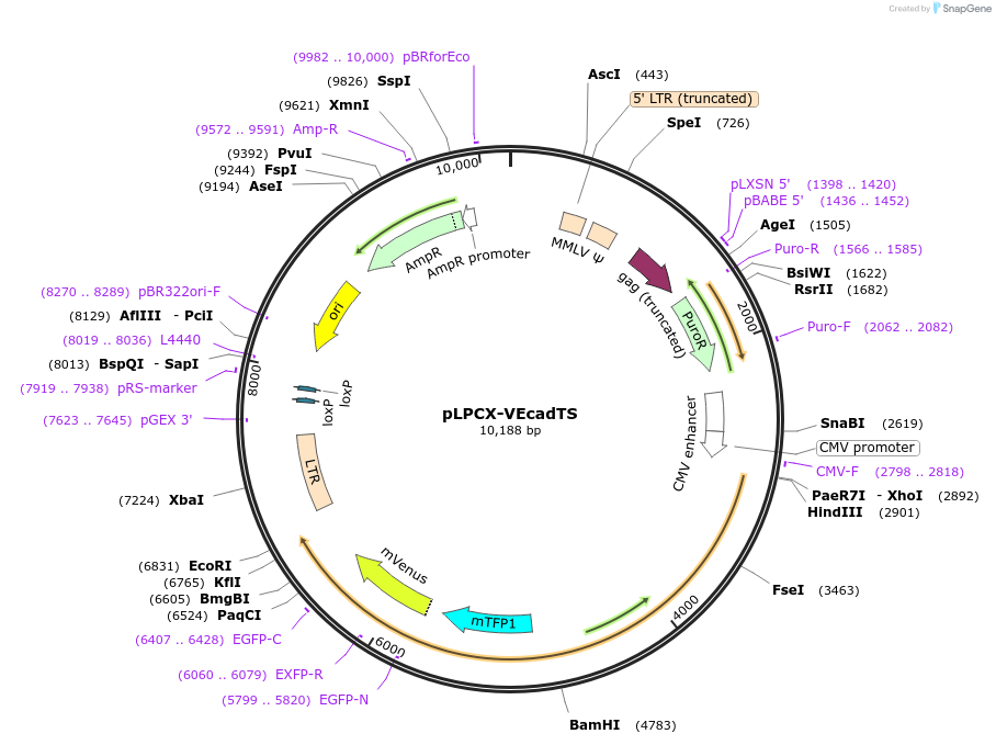 45848-plasmid-map-sequence-id-64387