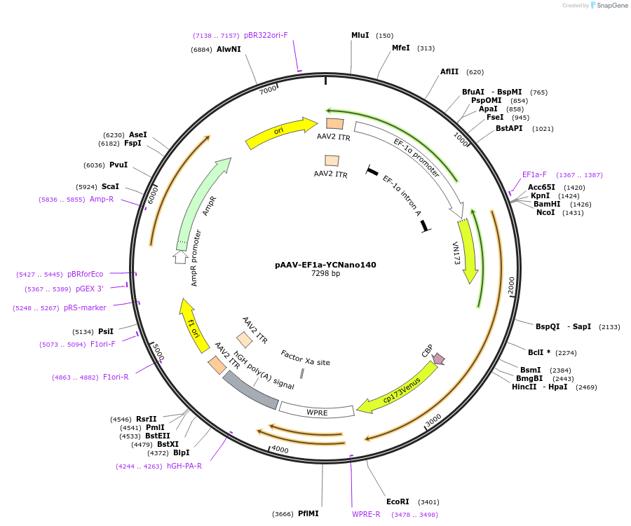 45852-plasmid-map-sequence-id-64388
