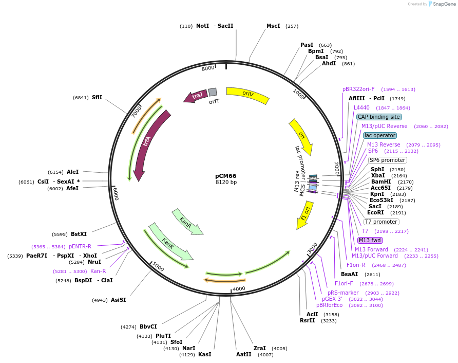 45827-plasmid-map-sequence-id-64399