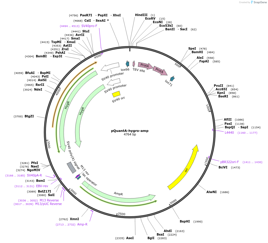 45584-plasmid-map-sequence-id-64402