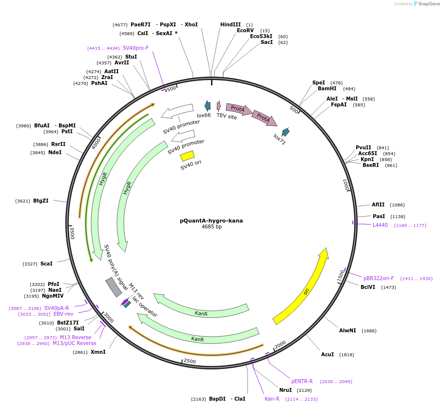 45585-plasmid-map-sequence-id-64403
