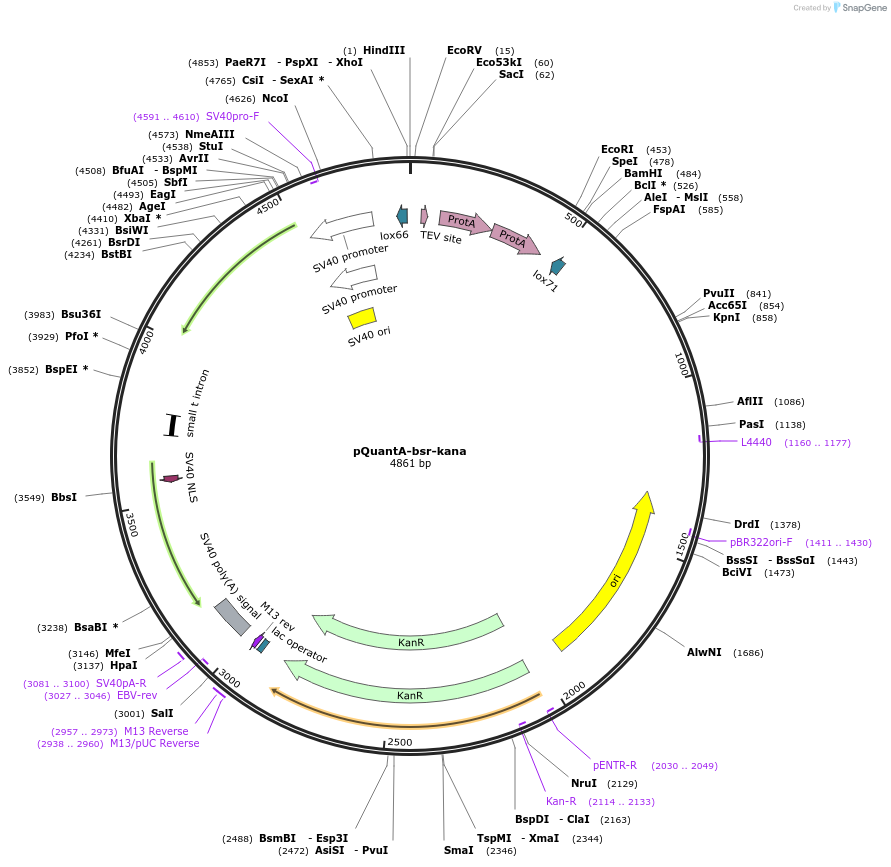 45587-plasmid-map-sequence-id-64405