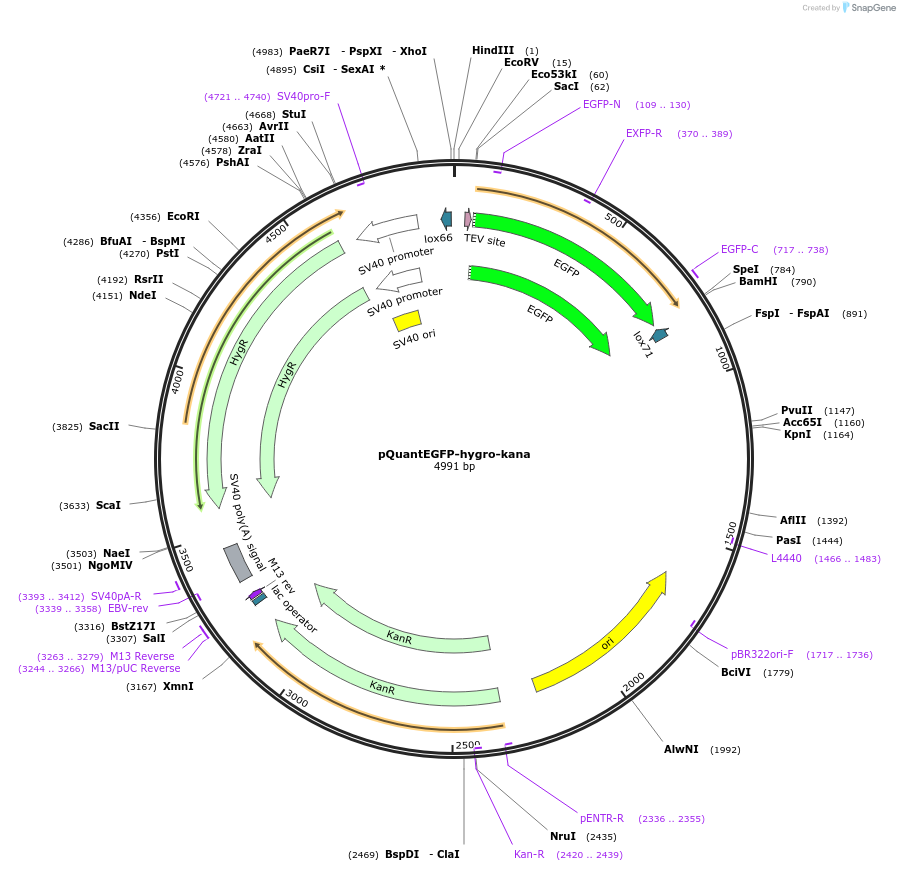 45588-plasmid-map-sequence-id-64406