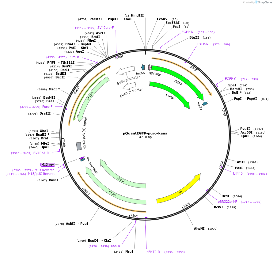 45589-plasmid-map-sequence-id-64408