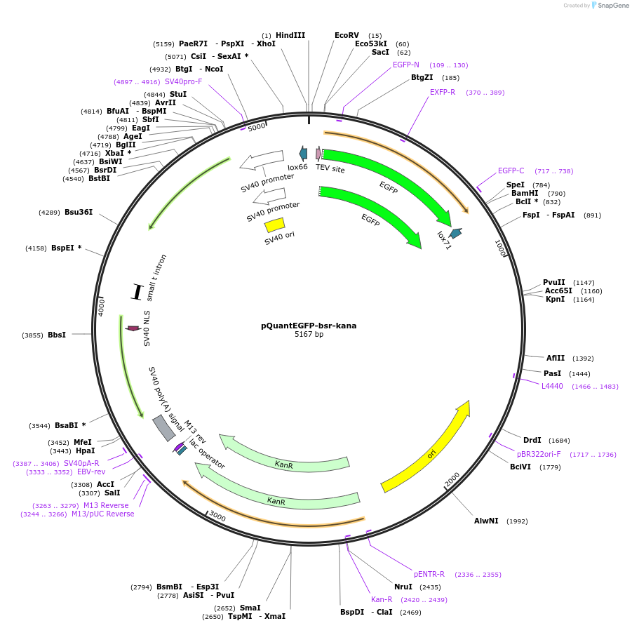 45590-plasmid-map-sequence-id-64410
