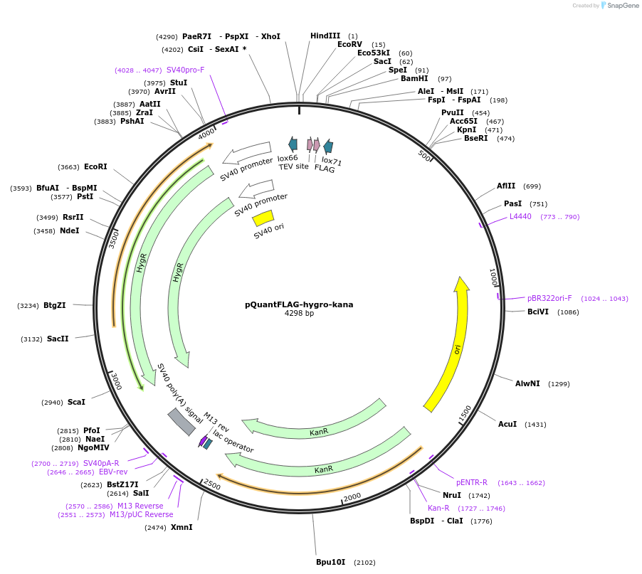 45591-plasmid-map-sequence-id-64412