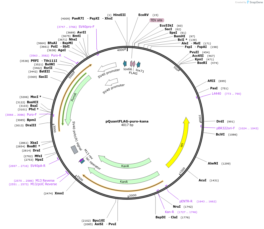45592-plasmid-map-sequence-id-64420