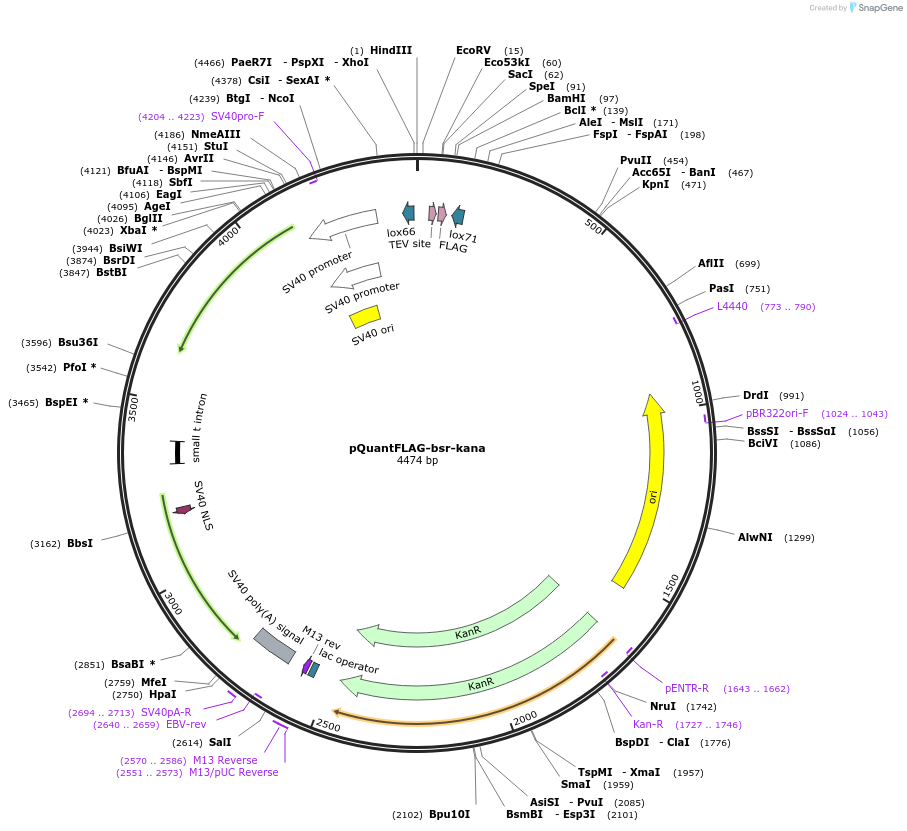 45593-plasmid-map-sequence-id-64429