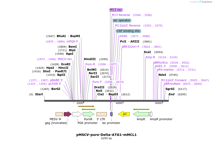 64486_map