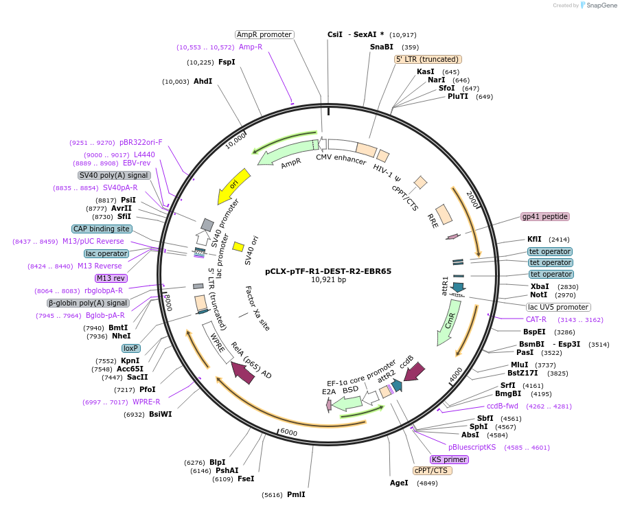 45952-plasmid-map-sequence-id-64545