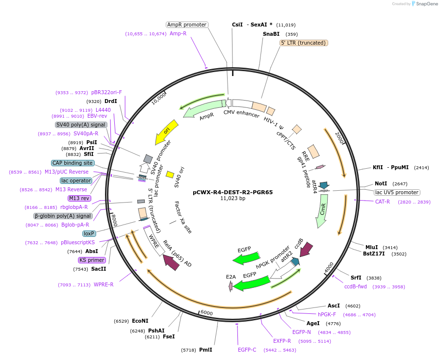 45953-plasmid-map-sequence-id-64546