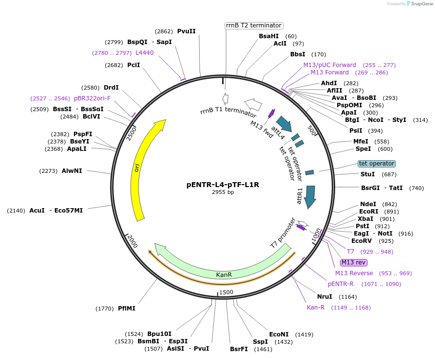 45954-plasmid-map-sequence-id-64547