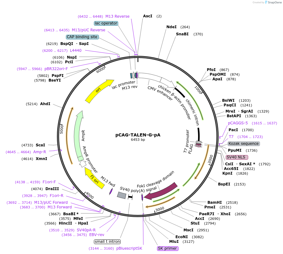 45962-plasmid-map-sequence-id-64555
