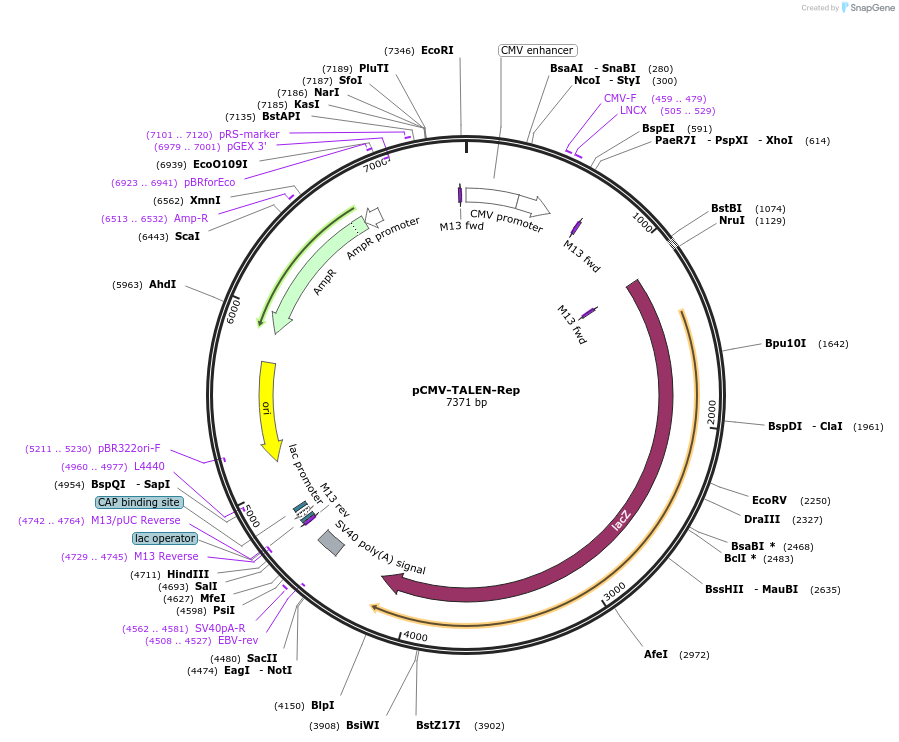 45964-plasmid-map-sequence-id-64559
