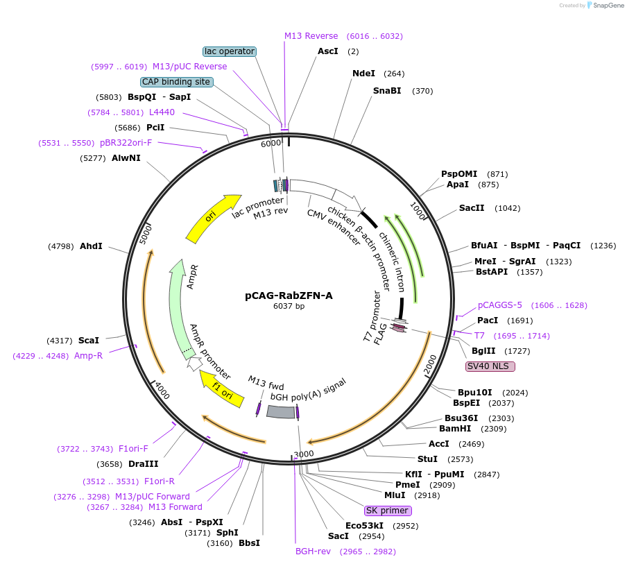 45965-plasmid-map-sequence-id-64562
