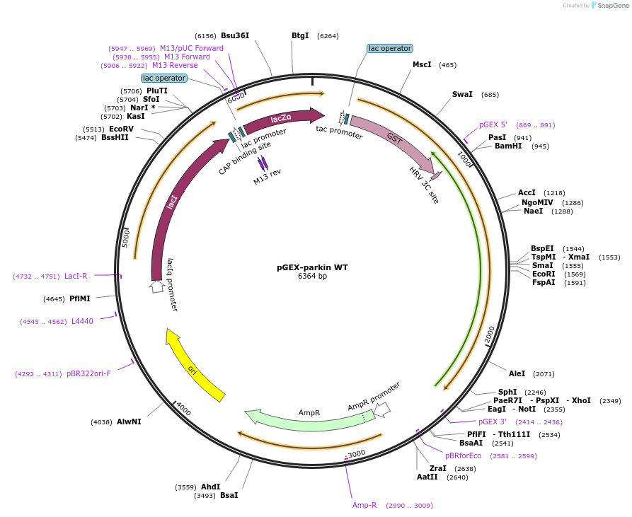 45969-plasmid-map-sequence-id-64622