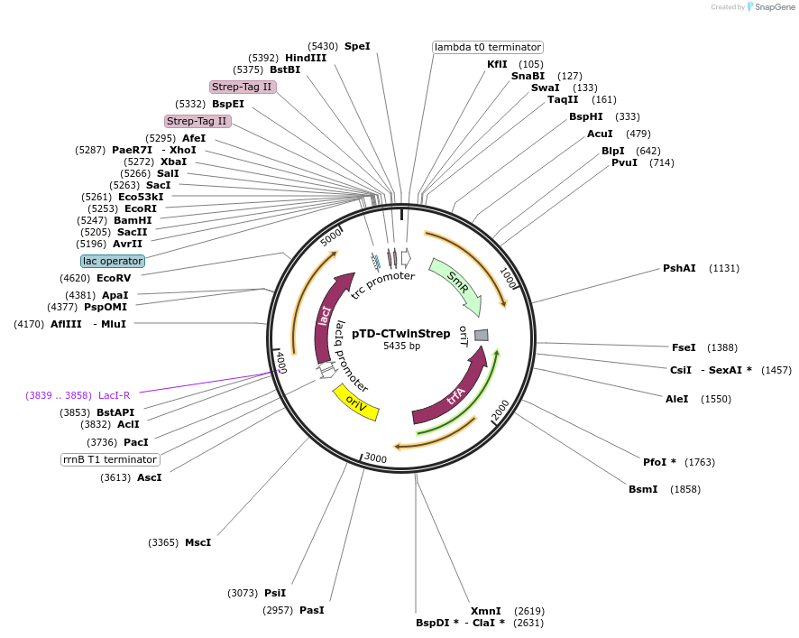 45939-plasmid-map-sequence-id-64652